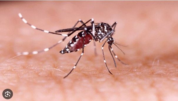 Dengue affected woman dies :