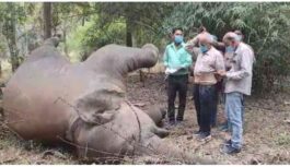 Death of Lormi Forest Elephant :